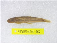 藏品(條紋原纓口鰍)的圖片